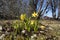 Yellow Daffodils  Tete a Tete Narcissi in garden