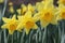 Yellow daffodils, three yellow daffodils
