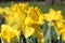 Yellow Daffodils Up close