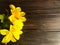 Yellow daffodils on a wooden background