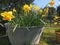 Yellow daffodils in zinc tub as spring bed