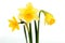 Yellow daffodisl narcissus isolated