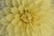 Yellow Dahlia bloom macro