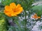 Yellow dahlia  close-up nature seen beautiful landscape plants