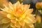 yellow dahlia flower close orange dahlia flower yellow dahlia flower