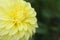 Yellow Dahlia flower close up of petals