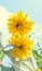 Yellow dahlia flower, daisy or chrysanthemum, natural colored