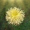 Yellow dahlia flower in flower border. Dahlia Yellow happiness