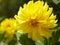 Yellow Dahlia flower in garden.Bright floral summer background.