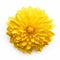 Yellow Dahlia Flower: Symmetrical Asymmetry In Expansive Style