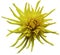 Yellow Dahlia flower, white isolated background with clipping path. Closeup. no shadows. For design. Bright shaggy flower.