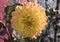 Yellow Dahlia in Full Bloom