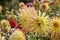 Yellow Dahlia hybrid, late summer flowers