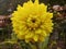 Yellow Dahlia National Flower of Maxico Nature Beautyful indian flower Gardening