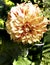 Yellow dahlia in a summer Seattle garden