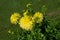Yellow Dahlia variety Hale Bopp flowering in a garden