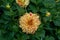 Yellow Dahlia variety Painted Madam flowering in a garden