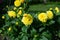 Yellow Dahlia variety Sisa flowering in a garden