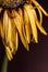 Yellow dahlia withered flower with yellow petals  ready to fall