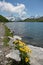 Yellow daises with calm Bachalpsee lake