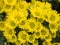Yellow daisey flower