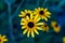 Yellow daisies on a blue-green background. Perfect for screen saver or wallpaper on screen