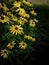 Yellow daisies in full bloom on the shoreline footpath on Cape Cod Island