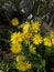 Yellow daisies in the garden on the background of pieces of wood and grass