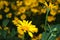 Yellow daisies in the garden. Yellow chic flower