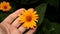 Yellow daisies in the garden. Yellow chic flower. A flower in a woman`s hand