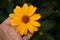 Yellow daisies in the garden. Yellow chic flower. A flower in a woman`s hand