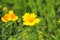 yellow daisies on a green field