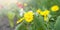 Yellow daisies. Green plants. Spring meadow