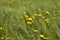 Yellow daisies in a green wheat field