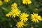Yellow daisies Leopards Bane flower