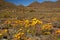 Yellow daisies in Namaqualand