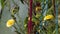 Yellow Daisies, Red Amaranth Tassels