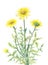 Yellow daisies watercolor vector illustration.eps