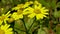 Yellow daisies on which the insect sits, herbivorous bug