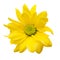 Yellow daisy