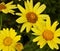 Yellow Daisy