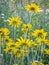 Yellow Daisy, Black Eyed Susan`s Underside