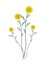 Yellow Daisy Blossoms on A White Background