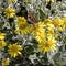 Yellow daisy bush flower with feeding small tortoiseshell butterfly