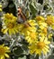 Yellow daisy bush flower and small tortoiseshell butterfly