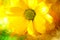 Yellow Daisy closeup