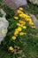 Yellow daisy; doronicum clusii