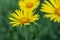 Yellow daisy Doronicum flower in garden