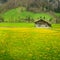 Yellow daisy field in late winter