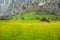 Yellow daisy field in lauterbrunnen